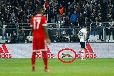 تركيا :هر يتسبب بإيقاف مباراة  كرة قدم ..فيديو