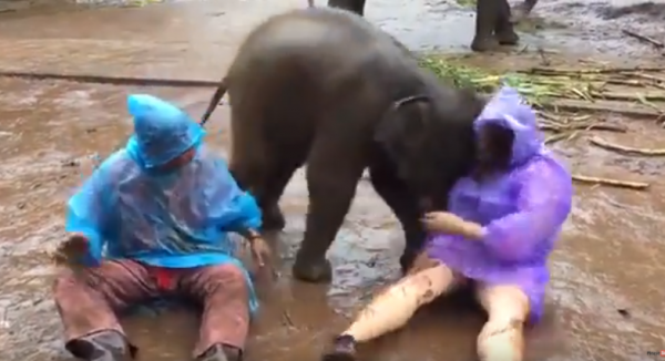 فيل يهاجم سائحة أمريكية في تايلاند فيديو
