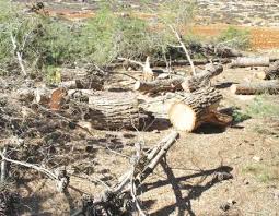 الزراعة تنفي ما تداولته بعض مواقع عن اعتداءات  على اراضي حرجية