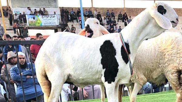شاهد بالفيديو.. ملكة جمال الأغنام في ليبيا!