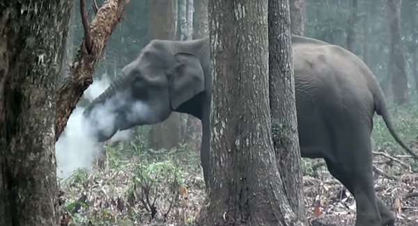 بالفيديو... الفيل المدخن يصيب العلماء بالدهشة