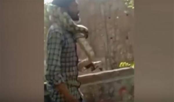 بالفيديو: ثعبان ضخم يخنق مدربه أمام الجمهور