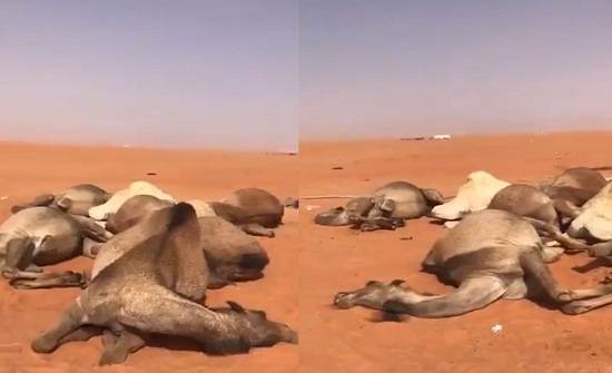 بالفيديو.. صاعقة رعدية قوية تقتل 11 جملاً بلحظة واحدة