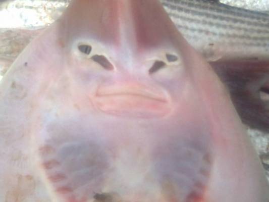 فتاة البحر...أسماك بوجه إنسان تثير دهشة الأتراك (فيديو)