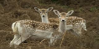 غزلان الأردن... بأي ذنب سرقت؟ 