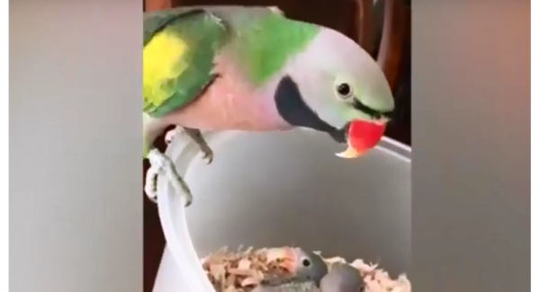 أنثى الببغاء تقول لأطفالها أحبكم(فيديو)