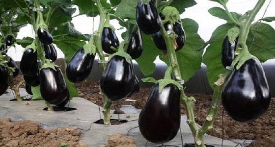 قصة ” الباذنجانة ” التي تسببت في حبس صاحبها