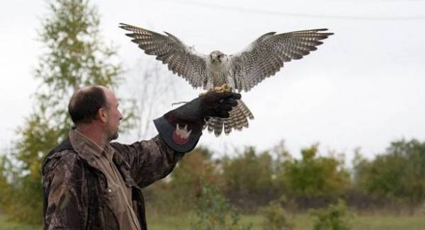 صقور النار... طيور قادرة على إشعال الحرائق
