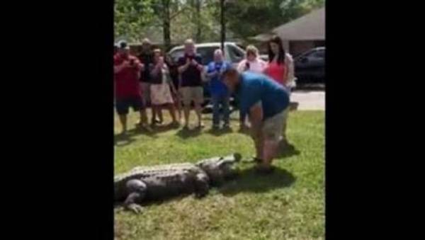 تمساح يتنبأ بجنس مولود المستقبل