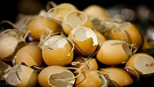 استخدامات غير متوقعة لقشور البيض!