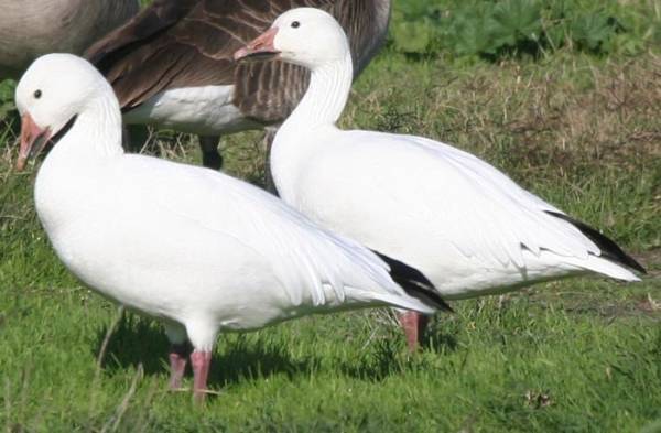 بالصور... السماء تمطر «إوزًا» في أمريكا!