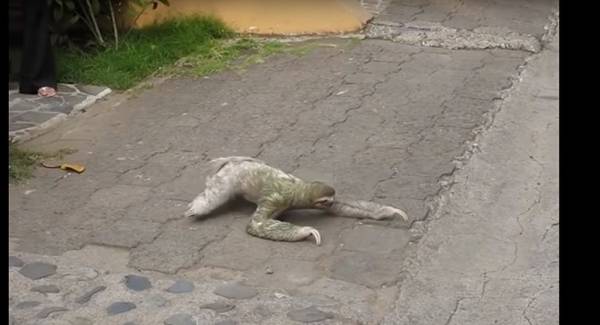 حيوان الكسلان يصيب مارة بالشلل (فيديو)