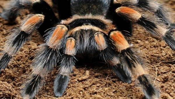 عنكبوت أسترالي يحطم الرقم القياسي لطول العمر