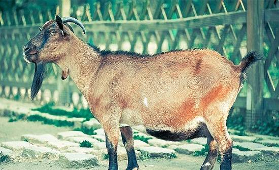 نجم سهيل يباع  بـ 19 الف دولار  تفاصيل