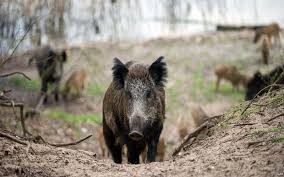 خنازير برية تهاجم منازل المواطنين بدير علا