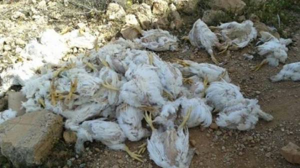 الزرقاء :العثور على (10) أطنان من الدجاج النافق على قارعة الطريق (صور)