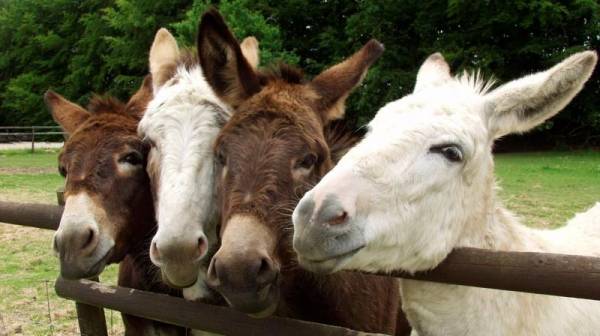 في يومها العالمي.. الحمير أذكى مما تتصور