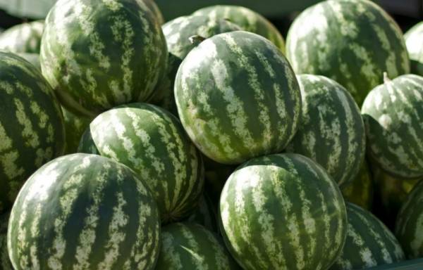 السياسة وصلت البطيخ ..!!