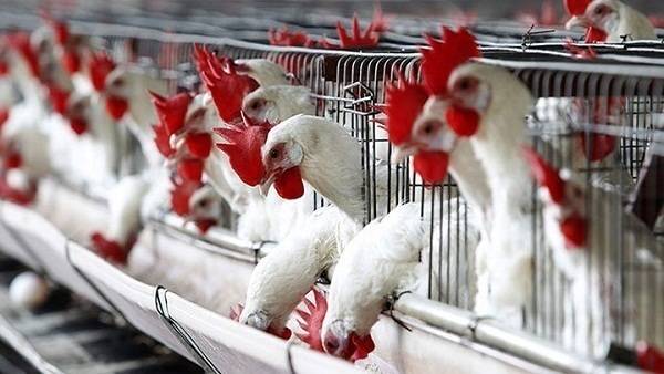 حسان ابو دقر.. على المستهلك الاطلاع على التكاليف قبل مهاجمة المزارع