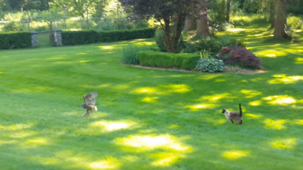 شاهد.. قط غبي وأرنب ماكر وبومة محظوظة!