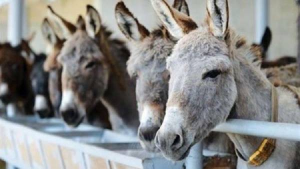 عشرة حمير تثير أزمة بين فرنسا وبوروندي