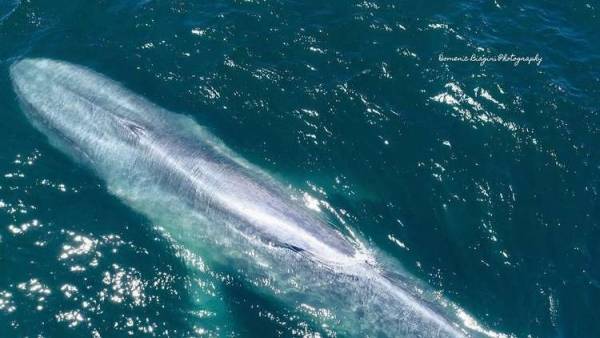 لأول مرة.. أكبر كائن على وجه الأرض يظهر في مصر (فيديو)