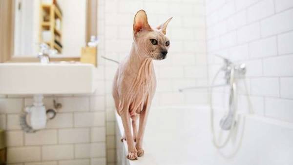 خدمة تأجير القطط تكسب فندقا يابانيا شهرة واسعة