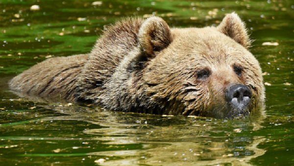 لماذا تنوي رومانيا قتل أكثر من 2600 دب؟