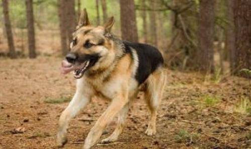 كلب يعض شرطيين في الزرقاء