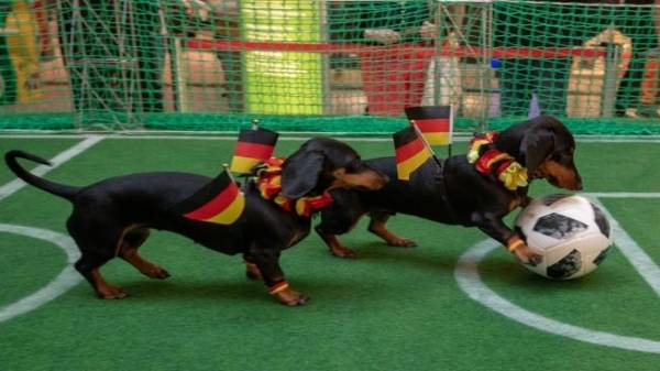 هل قتلت روسيا آلاف الكلاب قبل كأس العالم؟