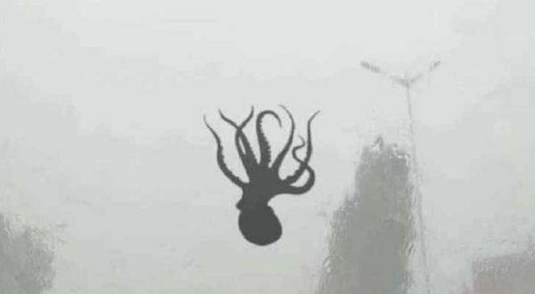 امطار بصحوبة بالقريدس والأخطبوطات