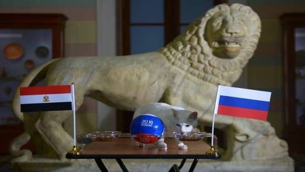 القط أخيل يتنبأ بالفائز من مواجهة روسيا ومصر في المونديال