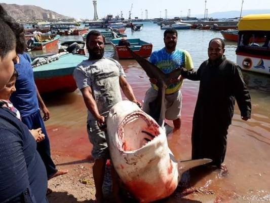 اصطياد سمكة قرش بطول اربعة أمتار في العقبة.. صور