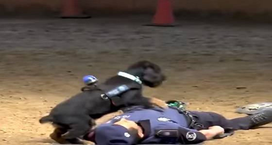 فيديو مذهل لكلب يعيد صاحبه الميت للحياة بإنعاش قلبه