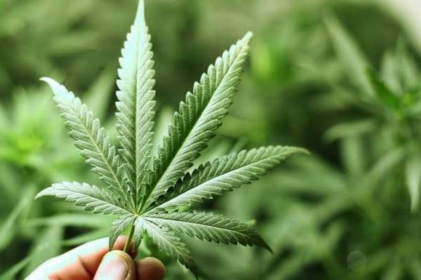 القبض على اربعة اشخاص وبحوزتهم ٧٠٠ شتلة ماريجوانا .. صور