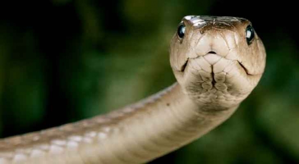 شاهد بالفيديو.. سيدة أردنية تقتل أفعى بحديقة منزلها