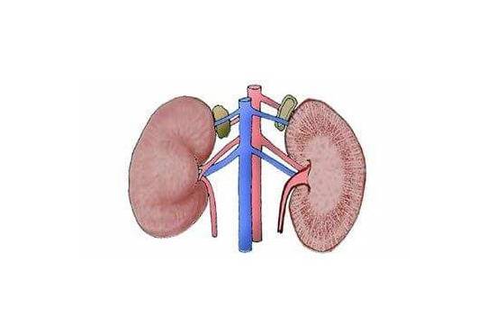 حافظ على كليتك وابعد عنها.. 4 أخطاء شائعة