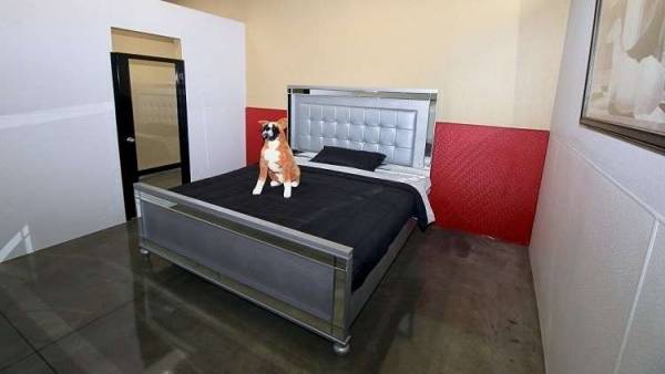 فندق خاص للكلاب بخدمات خيالية قلّما يحلم البشر بمثلها