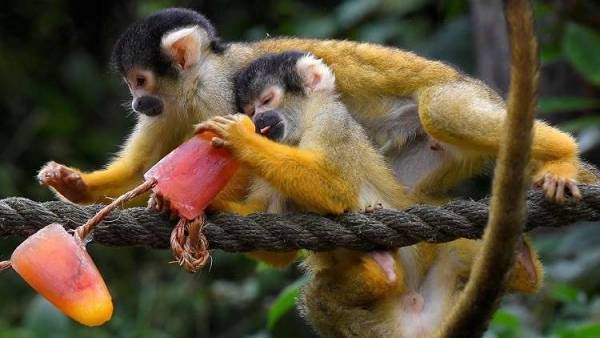 حديقة الحيوان في لندن تحارب موجة الحر بطريقة فريدة  فيديو