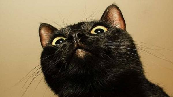 لماذ يتشاءم الناس من الرقم 13 والقطة السوداء؟