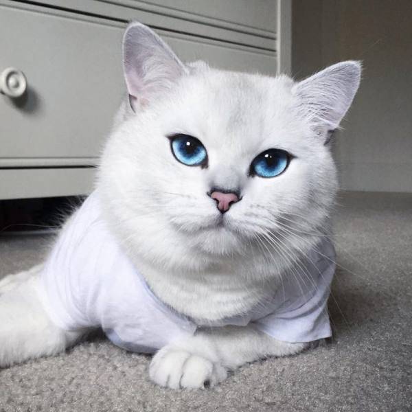 القطة الأكثر جمالاً فى العالم ذات العيون الزرقاء