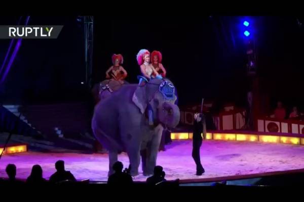 فيل يسقط على الجمهور في سيرك ألماني