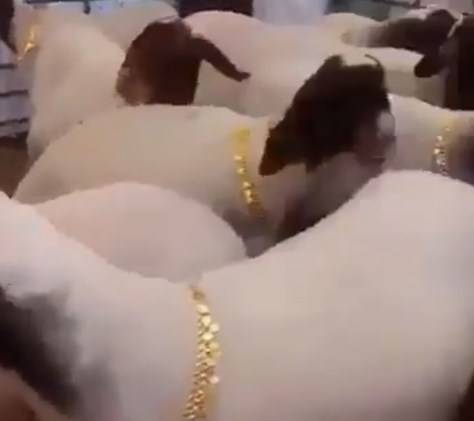 بالفيديو .. سعودي يهدي طوق ذهب لكل نعجة من نعجاته و يثير الضجة على مواقع التواصل