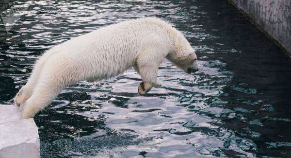 لإنقاذ حياة أطفاله... أب يصارع دب مضحيا بحياته
