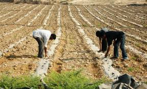 دورة مياه اضافية للمزارعين