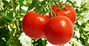 الزراعة توضح سبب ارتفاع أسعار البندورة