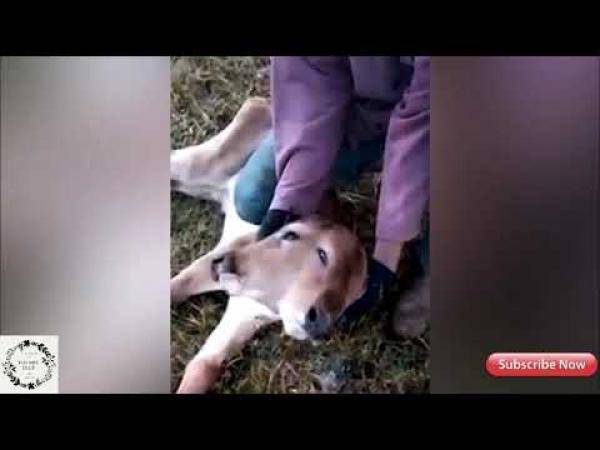 بالفيديو: عجل بوجهين يثير دهشة المزارعين في البرازيل