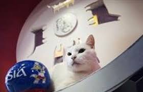 عراف كأس العالم يتنبأ بالفائز من مواجهة بلجيكا وإنجلترا