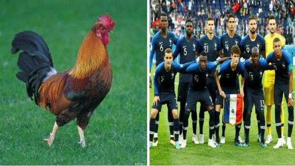 لماذا يلقب منتخب فرنسا بـالديوك؟