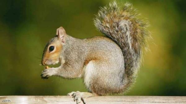 هلع بسبب السنجاب السارق